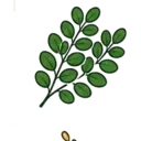 Moringa