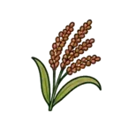 Sprouted ragi